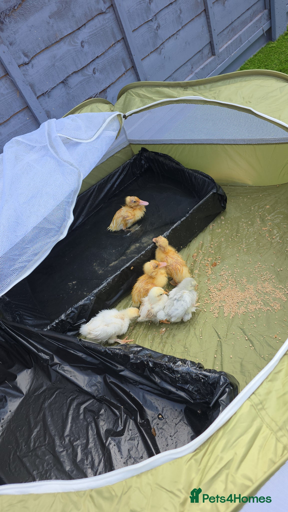 Mixed Breed birds Chicks and ducklings  - Advert 3