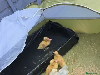 Mixed Breed birds Chicks and ducklings - Advert 11