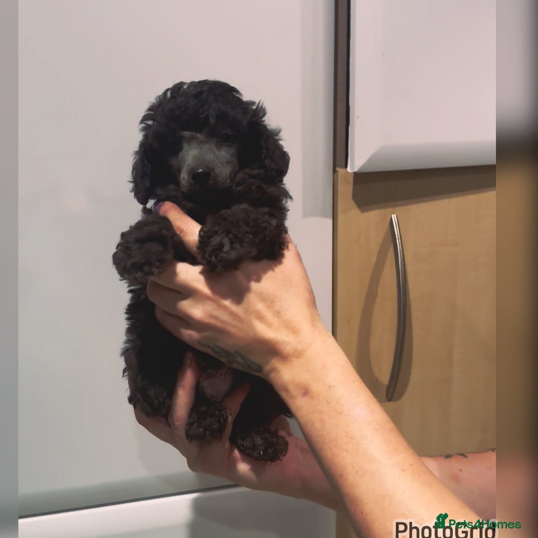 Miniature Poodle dogs for sale: Last one Silver mini poodles  - Advert 13