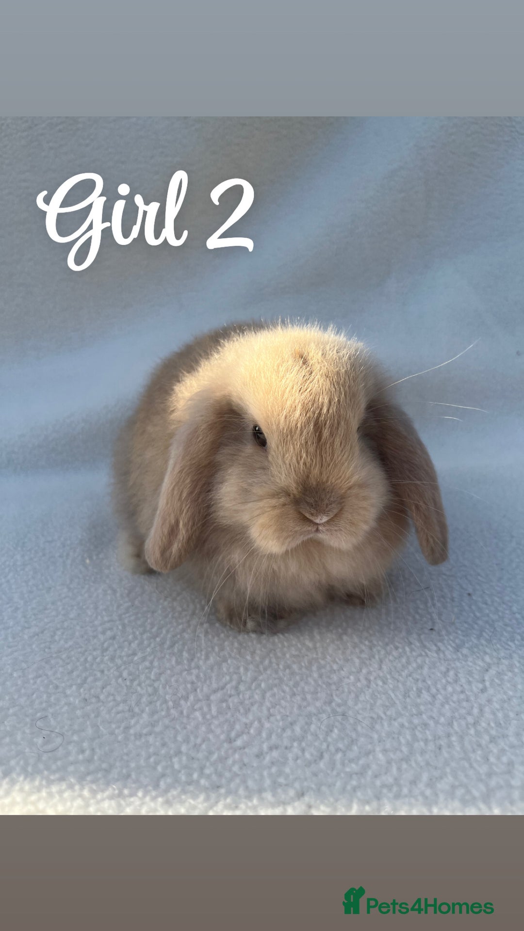 Mini Lop rabbits for sale: Gorgeous pure bred mini lops  - Advert 3