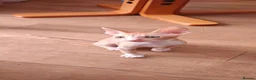 Cornish Rex cats for sale: Cornish Rex Kittens Available for Reservation  - Advert 23