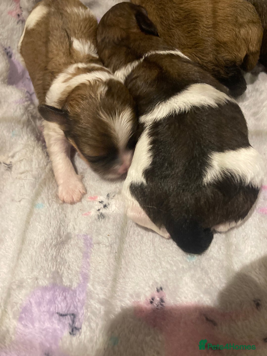 Shihpoo dogs for sale: Imperial Toy shihpoo puppies  - Image 6