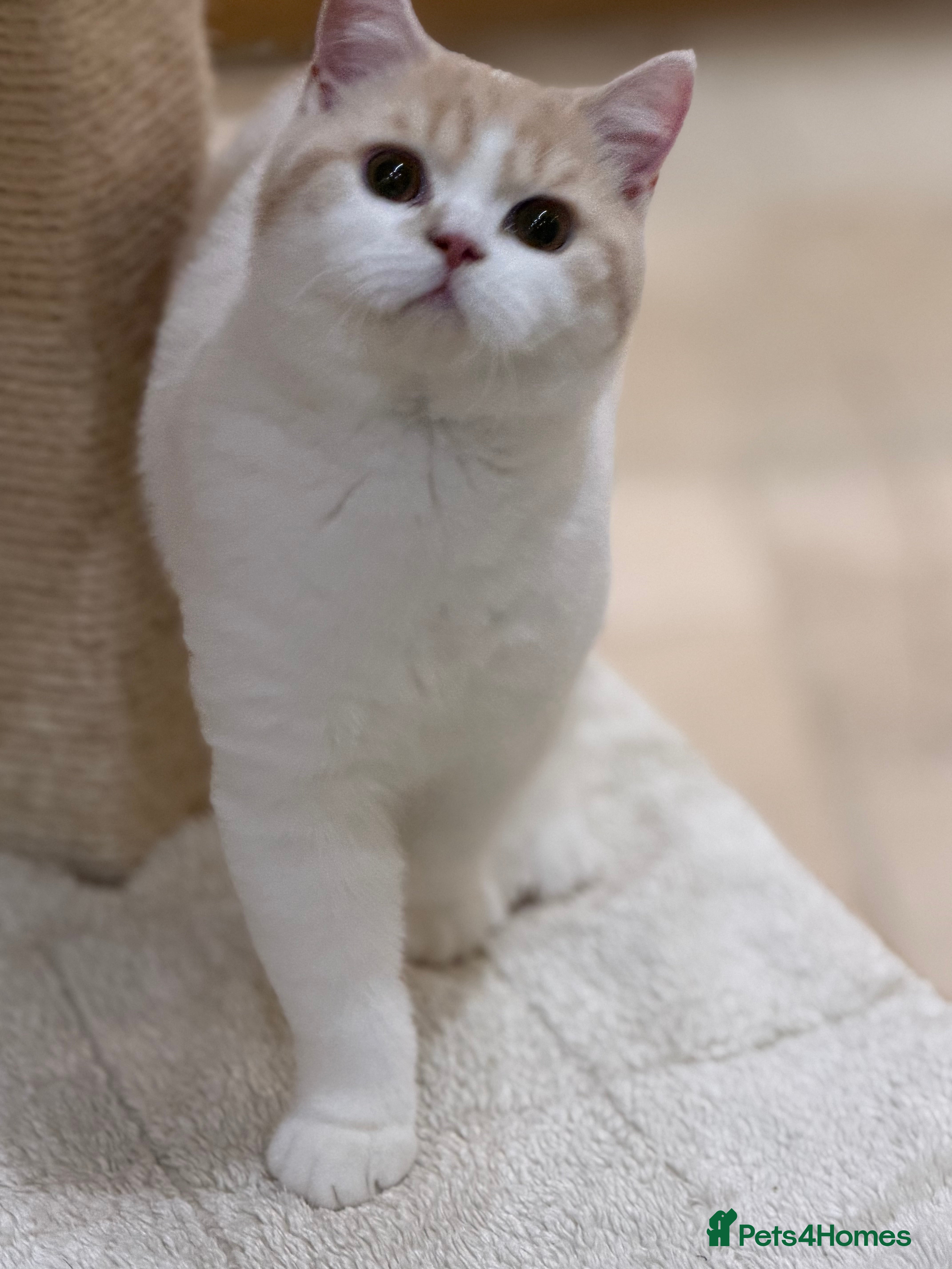 British Shorthair cats Full Pedigree Registered BSH - Advert 2