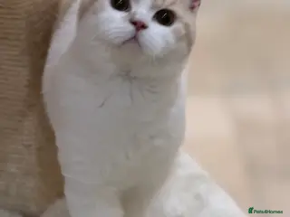 British Shorthair cats 2 lovely boys - READY NOW - Full Pedigree BSH - Advert 3