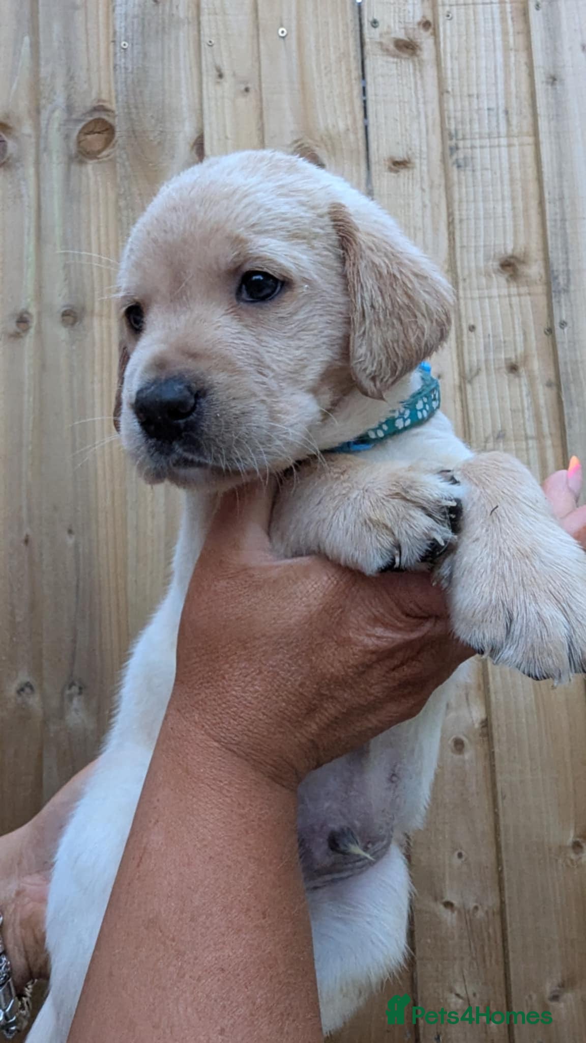 Labrador Retriever dogs FOX RED/ YELLOW VET HEALTH TESTED LABRADOR PUPPIES - Advert 13