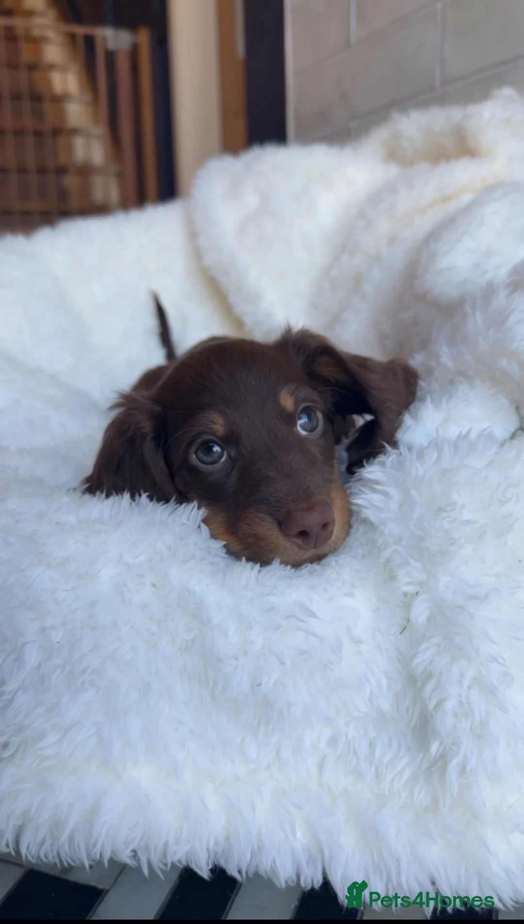 Miniature Dachshund dogs for sale:  Chocolate long hair dapples  - Advert 1