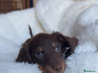 Miniature Dachshund dogs Chocolate long hair dapples - Advert 4