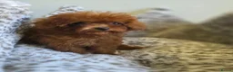 Toy Poodle dogs for sale: Asian toy poodle  - Advert 11