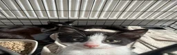 Domestic Shorthair cats for sale: Kittens in Lincoln - Advert 2