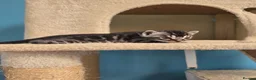 Bengal cats for sale: TICA Registered Stunning Bengal Kittens  - Advert 12