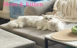Munchkin cats for sale: Super stunning & rare Minuet - Image 18