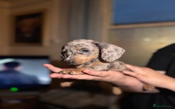 Miniature Dachshund dogs for sale: 🌟ONE LEFT🌟 Beautiful mini Dachshund puppies 🥰 - Image 9