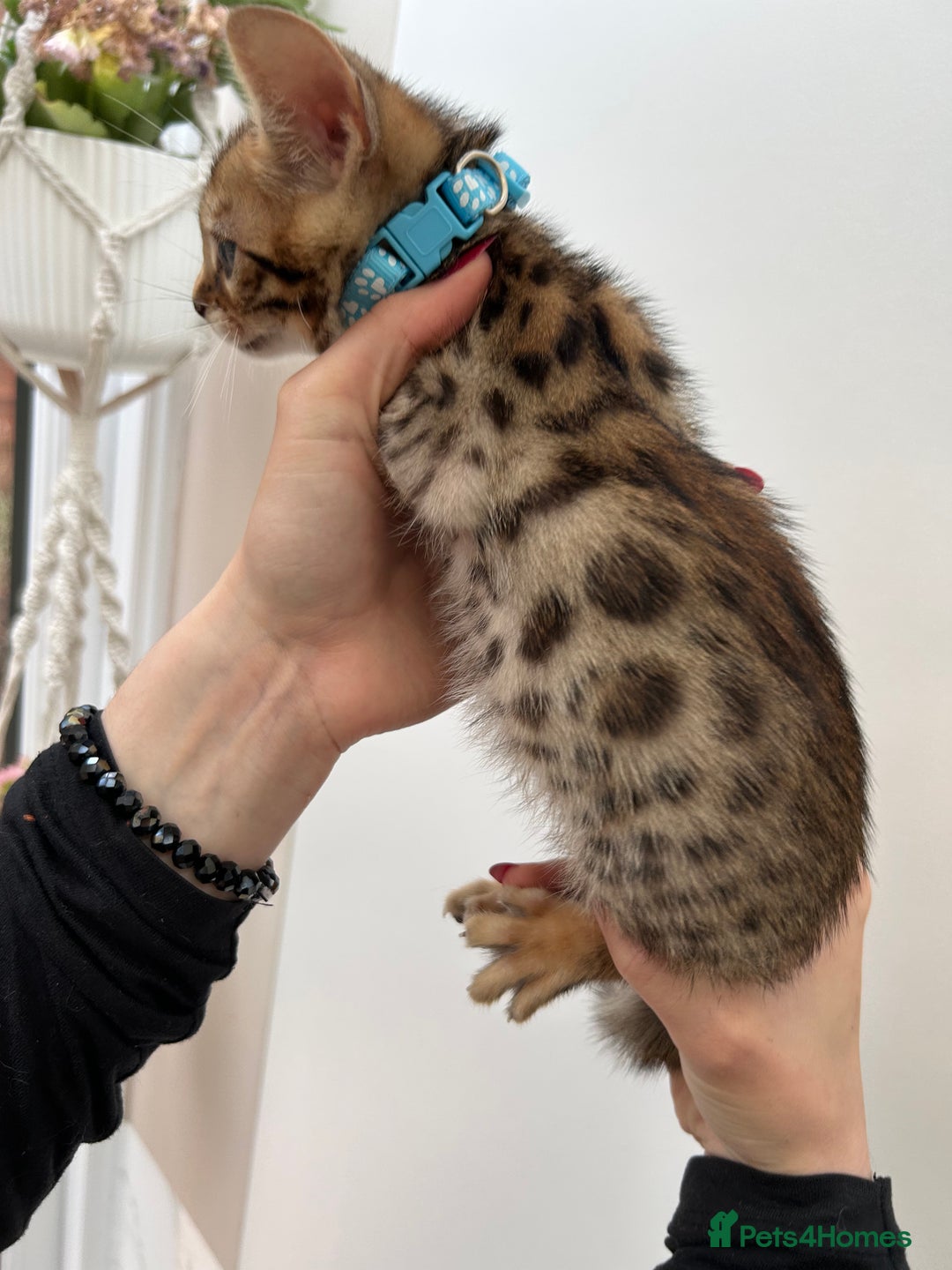 Bengal cats for sale: Gorgeous Pure Bengal Kittens Ready To Go! ❤️ - Image 32