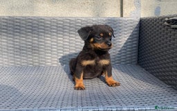 Rottweiler dogs for sale: Rottweilers for sale - Image 3