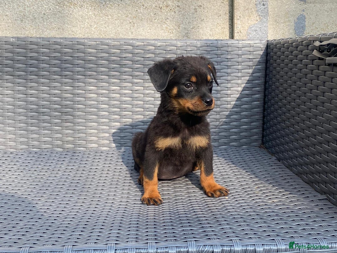 Rottweiler dogs for sale: Rottweilers for sale - Image 3