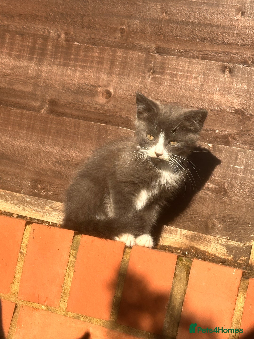 Mixed Breed cats for sale: Hybrid-Breed Kittens Available – Raised With Love - Advert 4