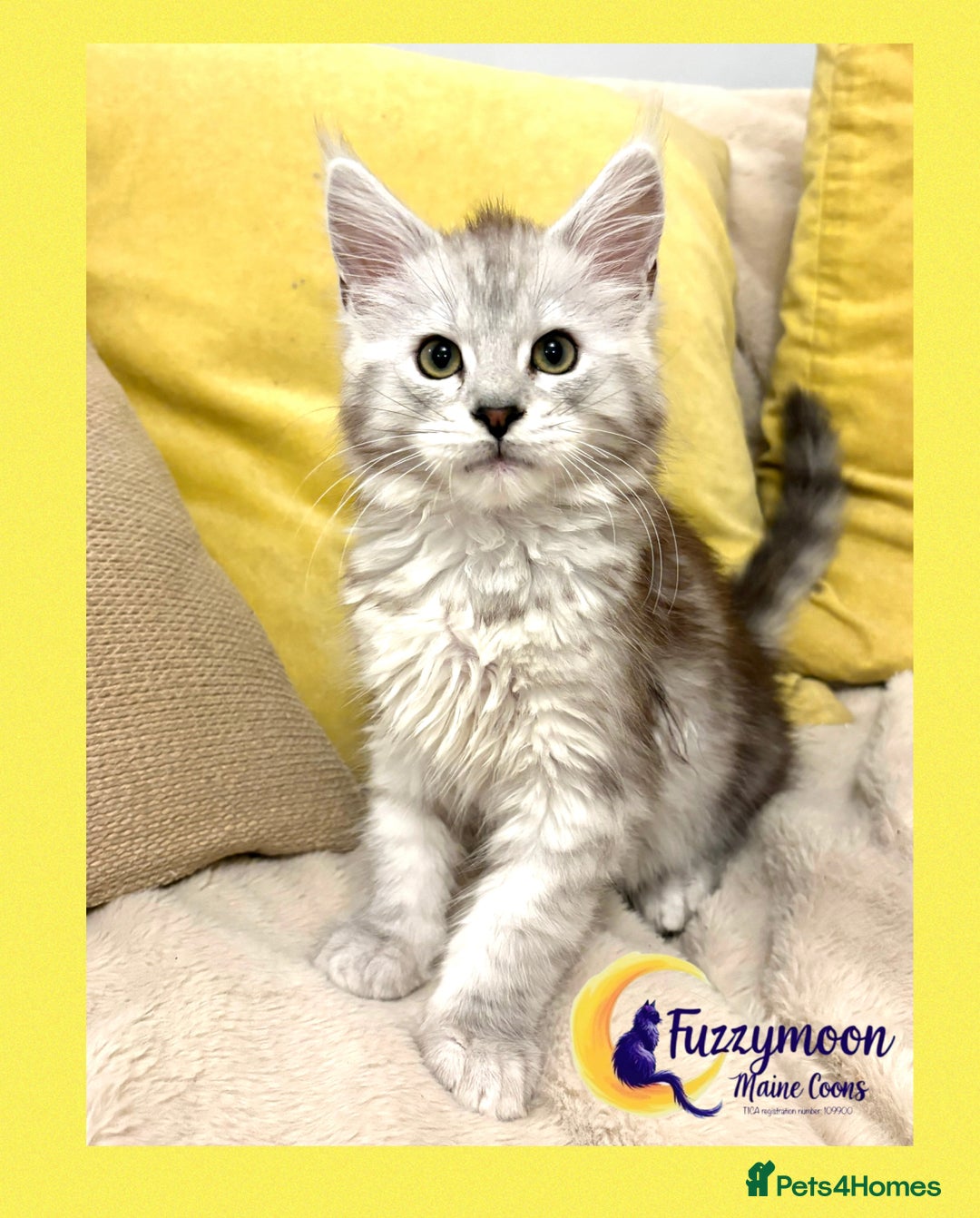 Maine Coon cats for sale: Gorgeous Shaded Pedigree Maine Coon Kittens - Advert 21