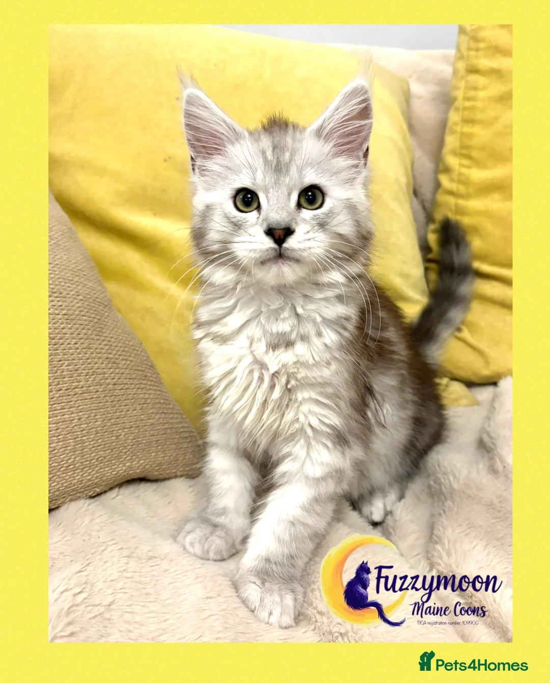 Maine Coon cats for sale: Gorgeous Shaded Pedigree Maine Coon Kittens - Advert 21
