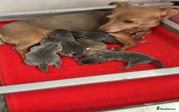 Jack Russell dogs for sale: Jack Russell puppies miniature - Advert 3