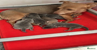 Jack Russell dogs Jack Russell puppies miniature - Advert 11