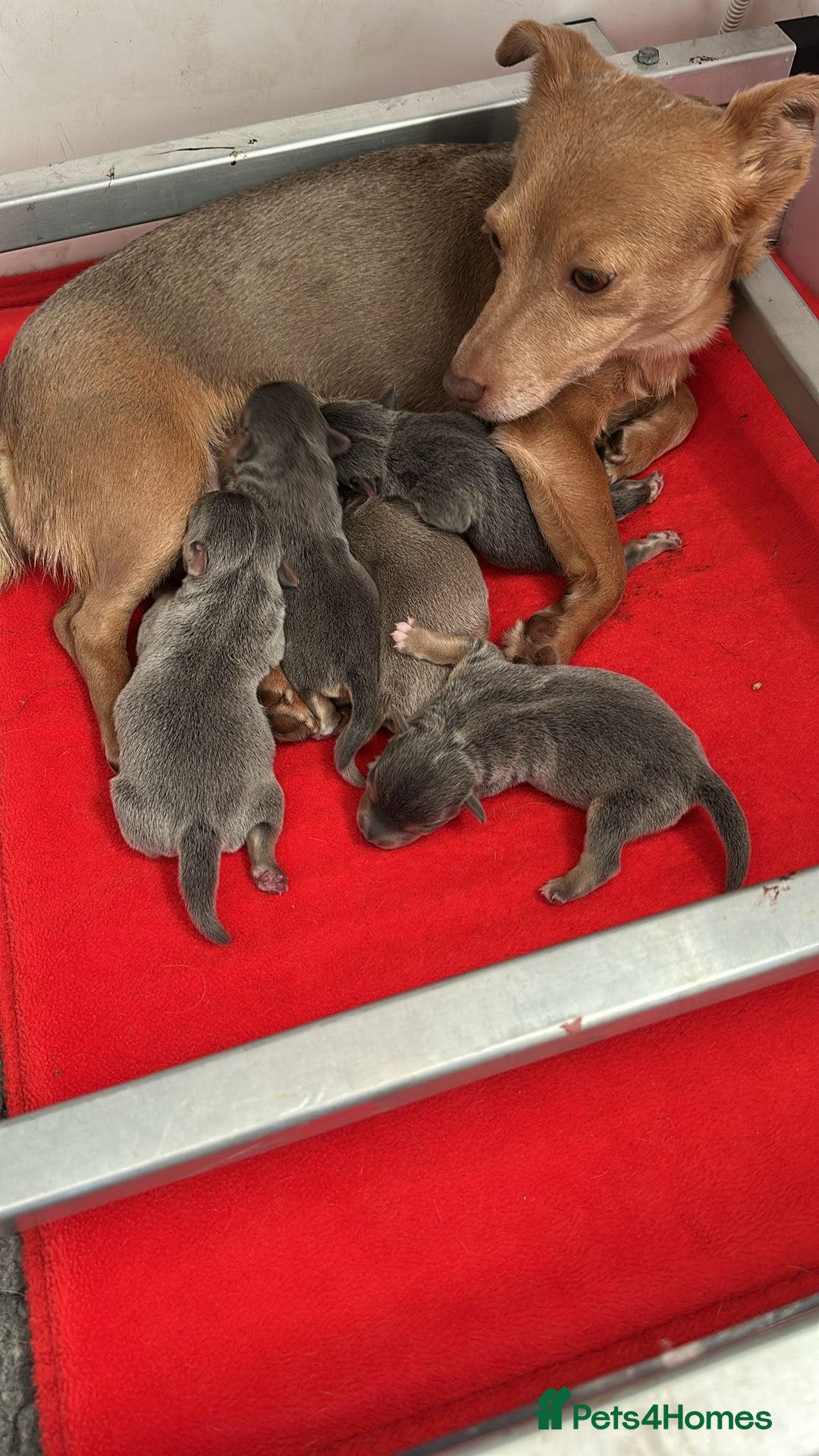 Jack Russell dogs for sale: Jack Russell puppies miniature - Advert 3