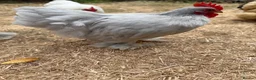 Chickens poultry for sale: Lavender Pekin Bantam Cockerels  - Advert 5