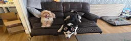 Siberian Husky dogs for sale: Siberian Husky 2 years old - Advert 3