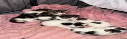 Mixed Breed cats for sale: Tabby and white kittens - Advert 3