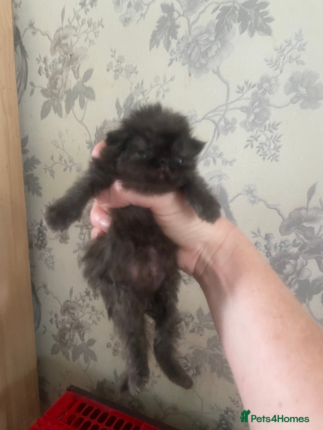 Persian cats for sale: Gorgeous Black Persian Kittens – GCCF Registered  - Image 3