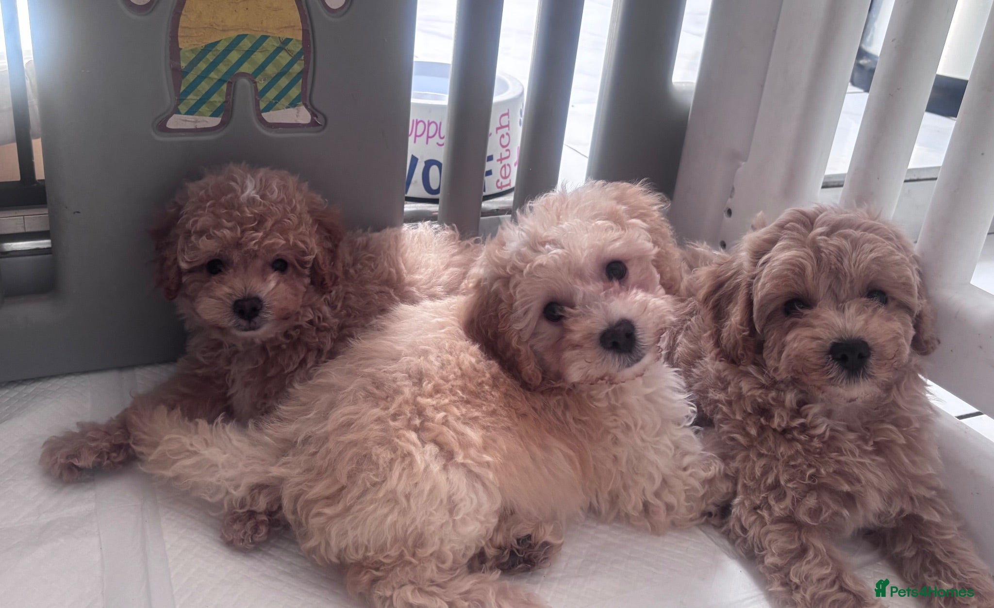 Cavapoo dogs Ready to leave-last3boysBeautiful Cavapoo Puppies - Advert 2