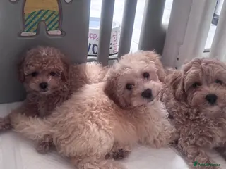 Cavapoo dogs Ready to leave-last3boysBeautiful Cavapoo Puppies - Advert 6