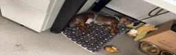 Mixed Breed dogs for sale: Cody needs a new home in Sandhurst - Advert 3