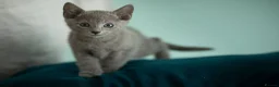 Russian Blue cats for sale: TICA Reg Boutique Russian Blue Kittens  - Advert 8