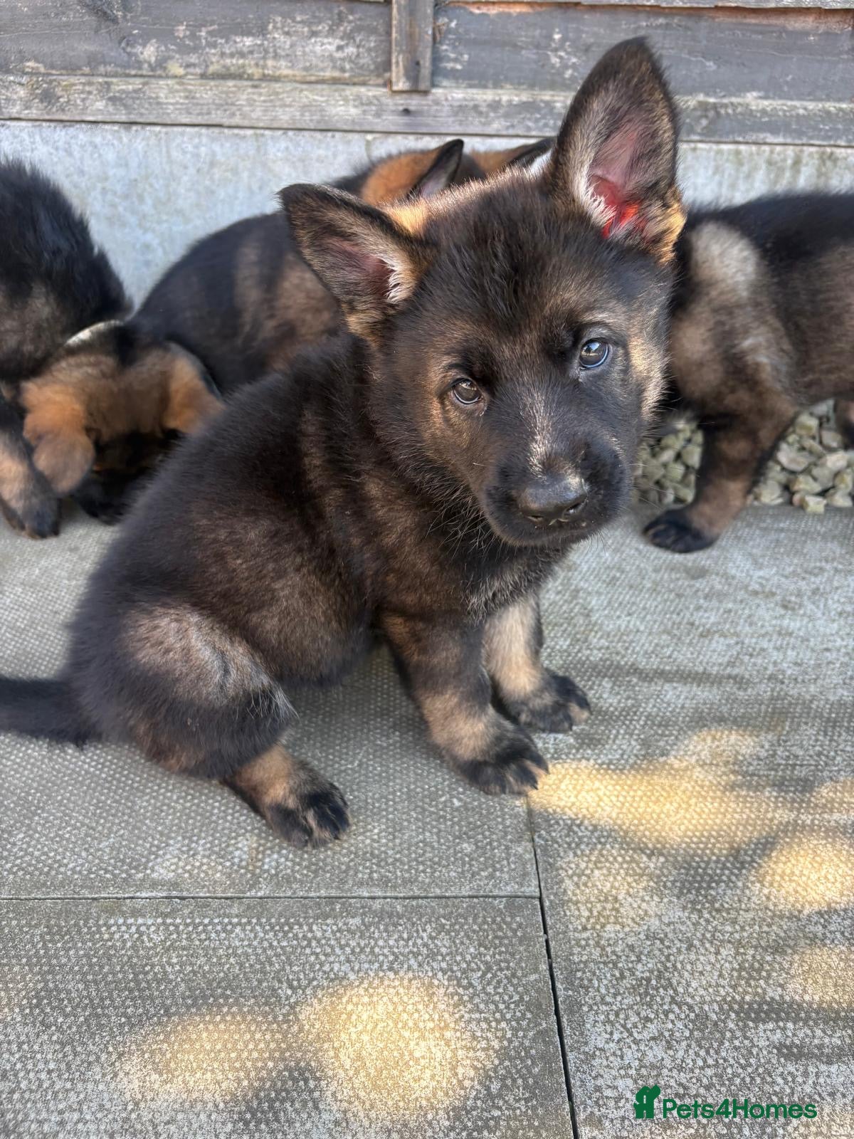 German Shepherd dogs 🐾 Working line German Shepherd puppies 🐾  - Advert 1