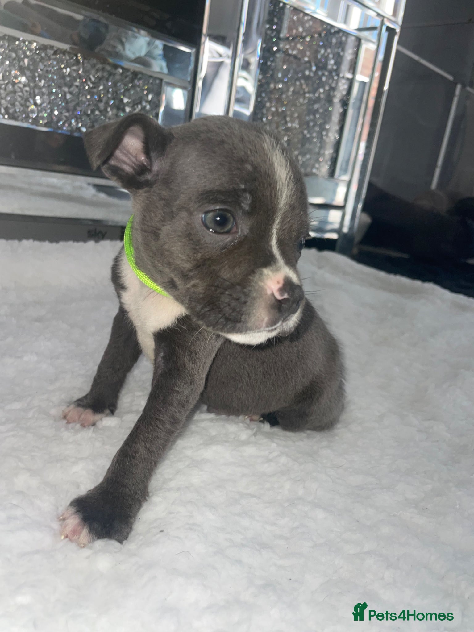 Staffordshire Bull Terrier dogs 6 stunning KC registered Staffy puppy’s  - Advert 4