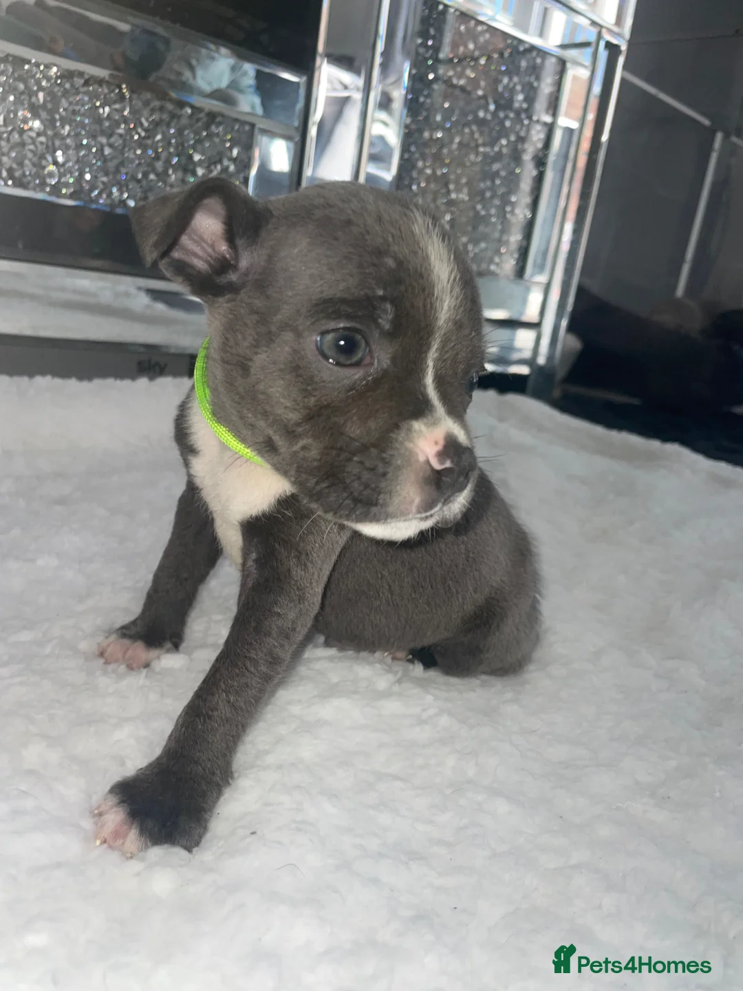 Staffordshire Bull Terrier dogs for sale: 6 stunning KC registered Staffy puppy’s  - Advert 2