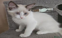Ragdoll cats for sale: Gorgeous GCCF registered kittens - Image 6