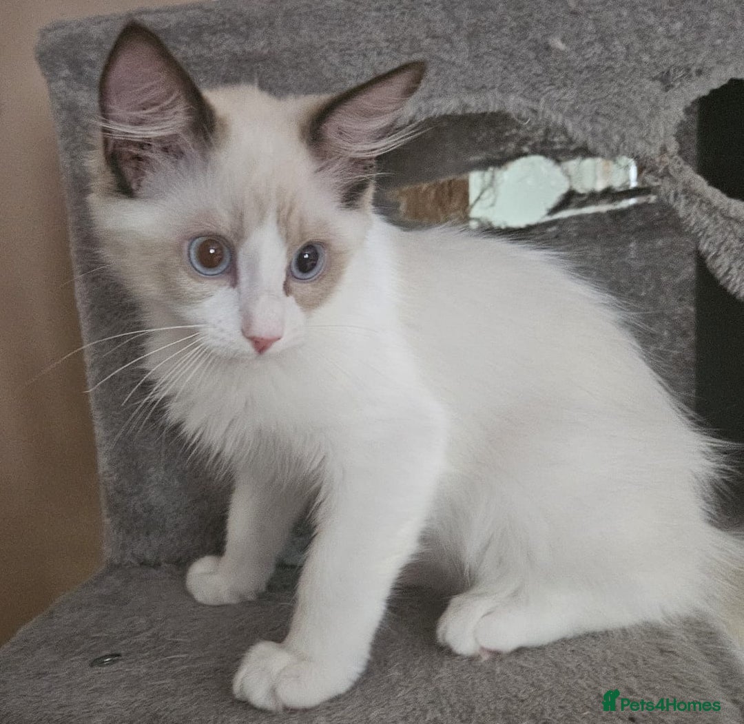 Ragdoll cats for sale: Gorgeous GCCF registered kittens - Image 6