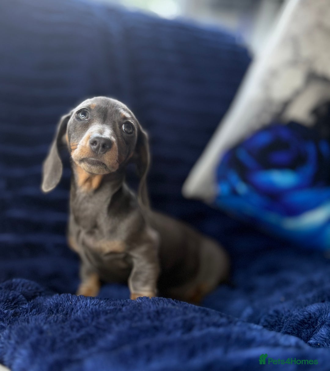 Miniature Dachshund dogs for sale: Miniature dachshund puppies  - Image 6