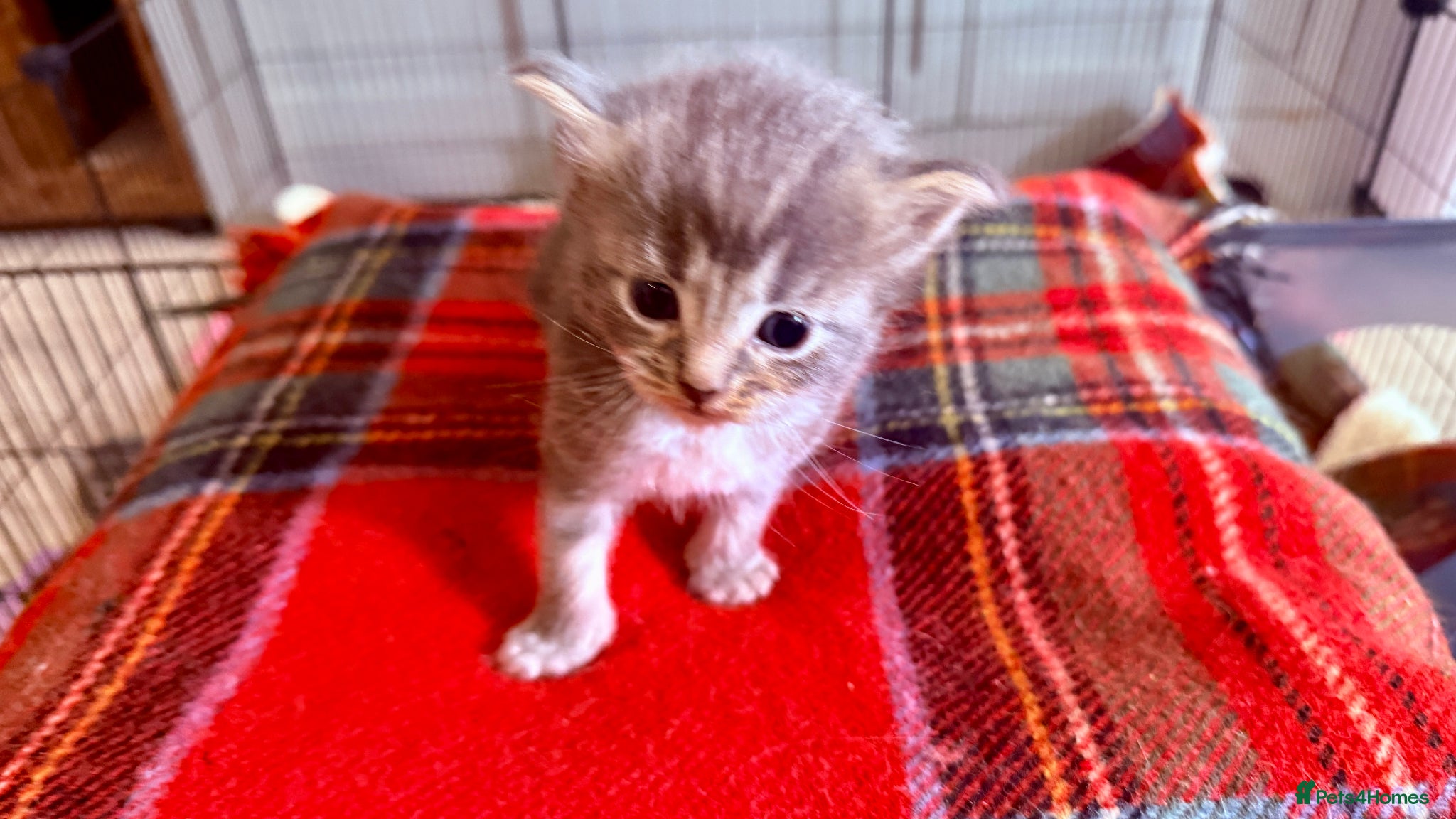 Ragcoon cats for sale: Gorgeous, fluffy litter of 6 RagCoon Kittens - Advert 17