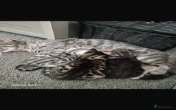 Bengal cats for sale: 🐾 Beautiful Bengal Kittens 🐾 - Image 2