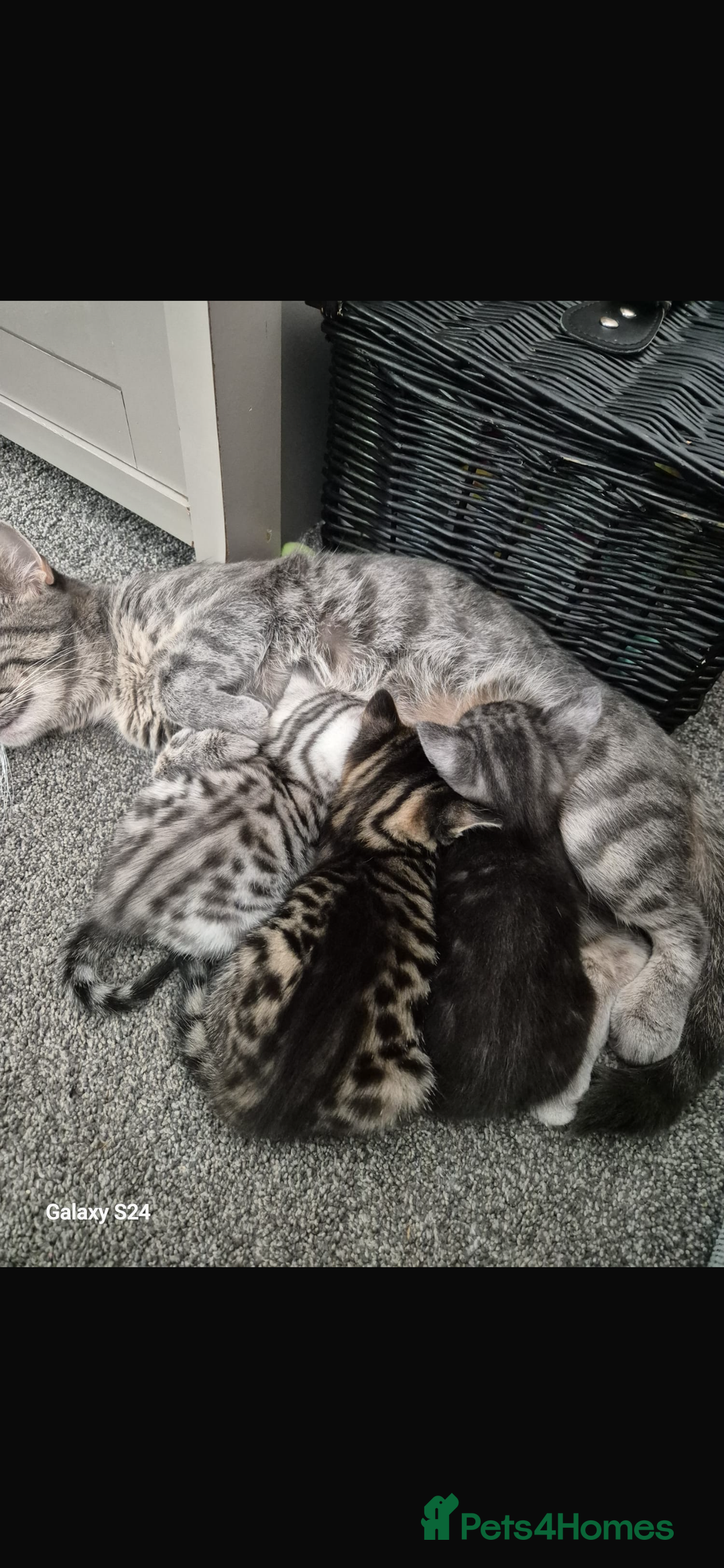 Bengal cats for sale: 🐾 Beautiful Bengal Kittens 🐾 - Image 2