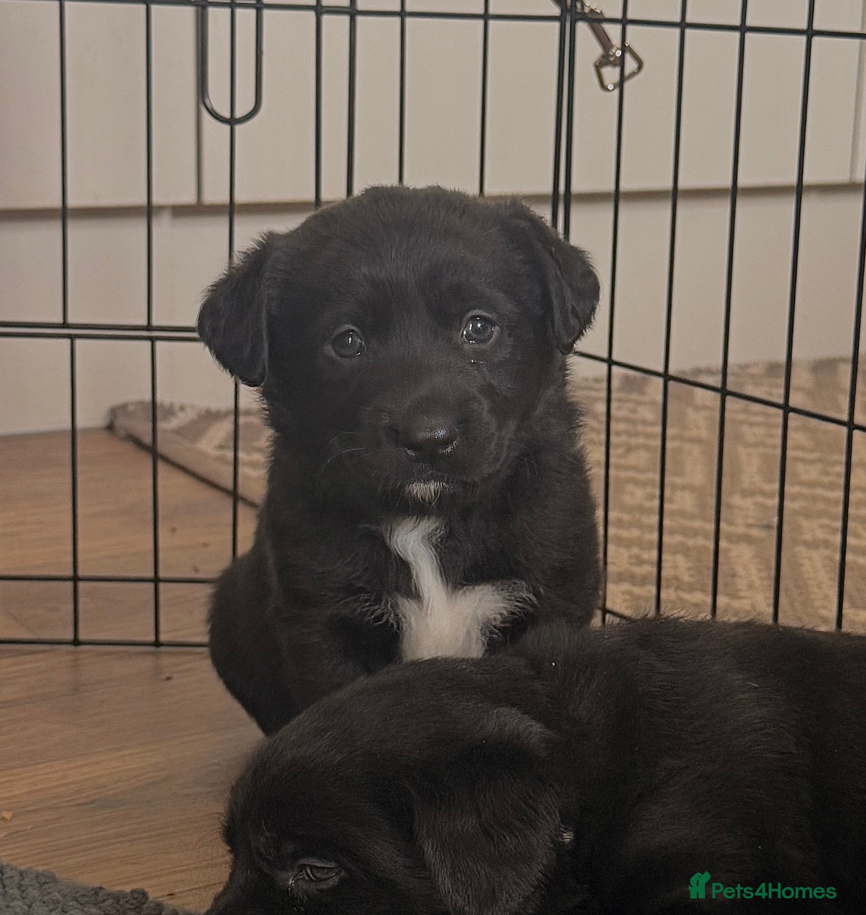 Borador dogs Borador Puppies - Advert 2