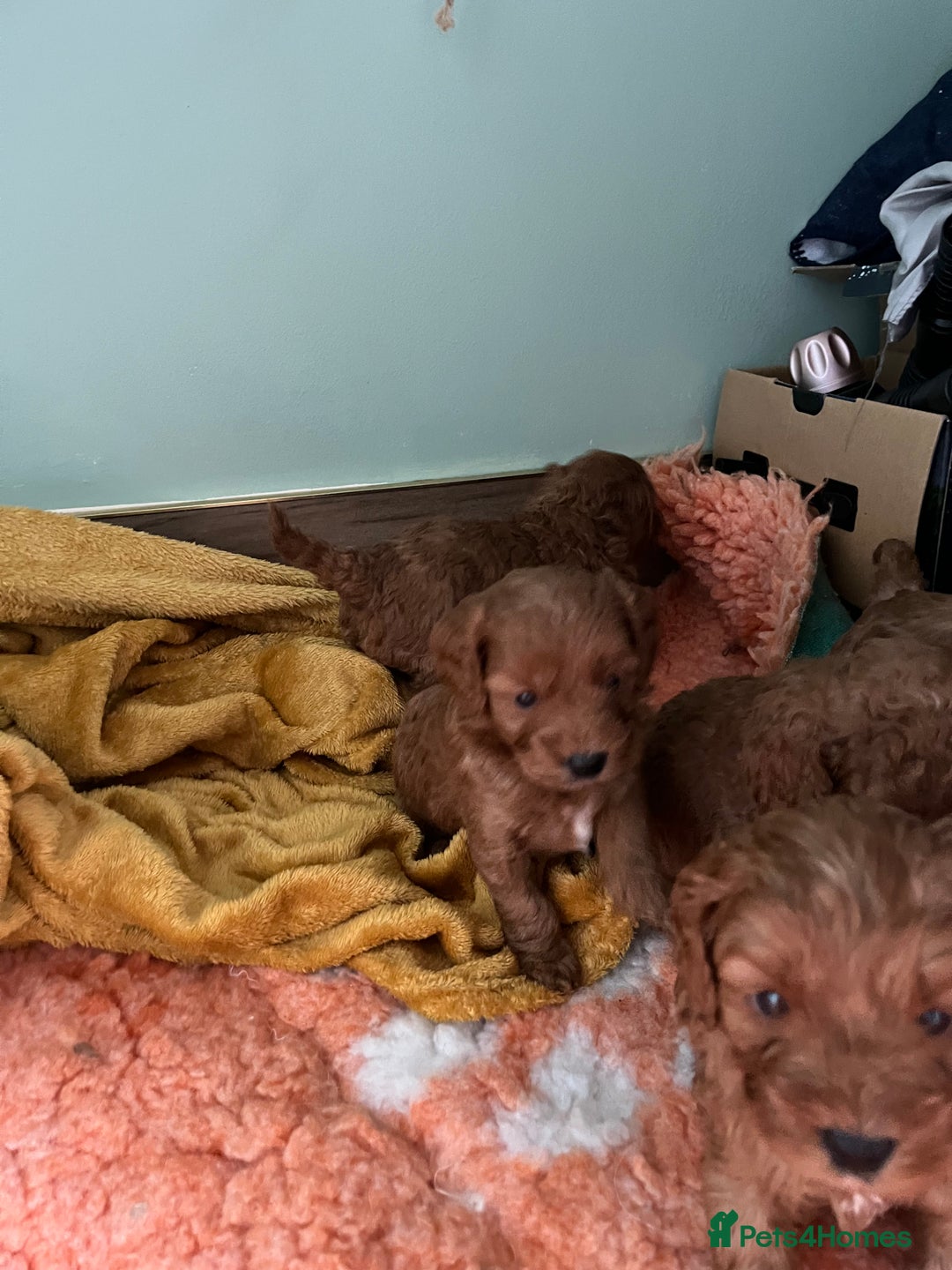 Cavapoo dogs for sale: Beautiful cavapoos - Advert 6