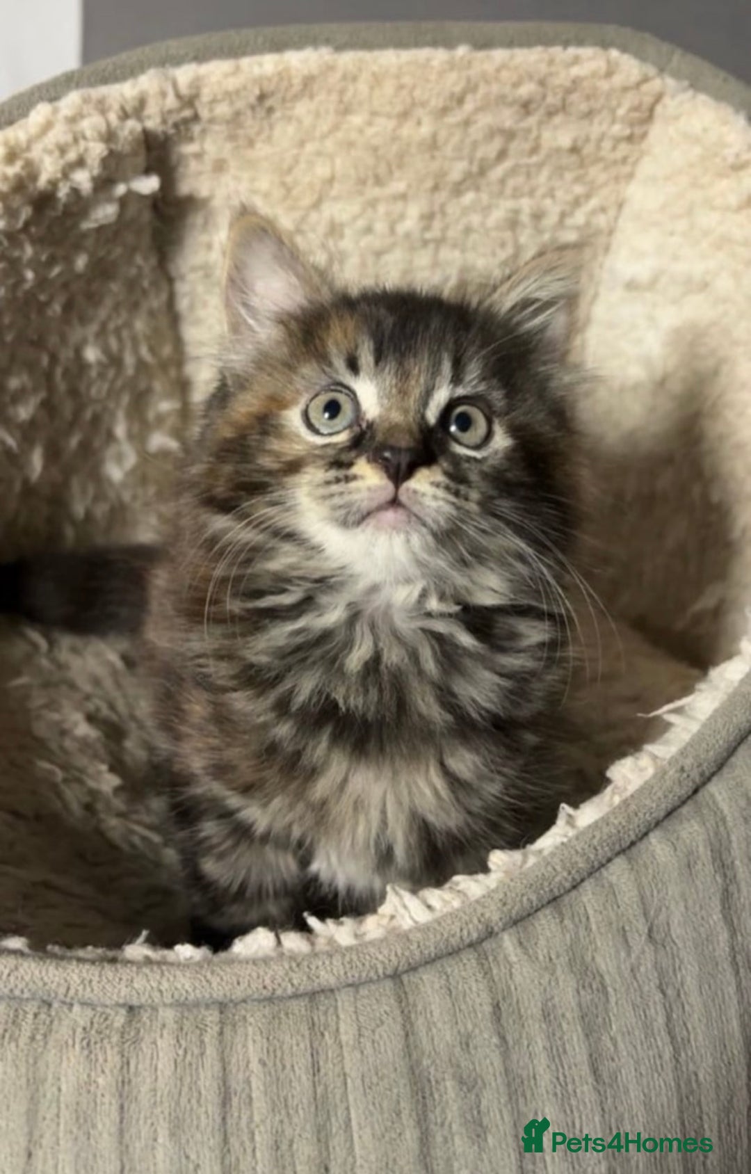 Mixed Breed cats for sale: 🐾 Beautiful 3-Month-Old Female Kitten – Luna 🐾 - Advert 8