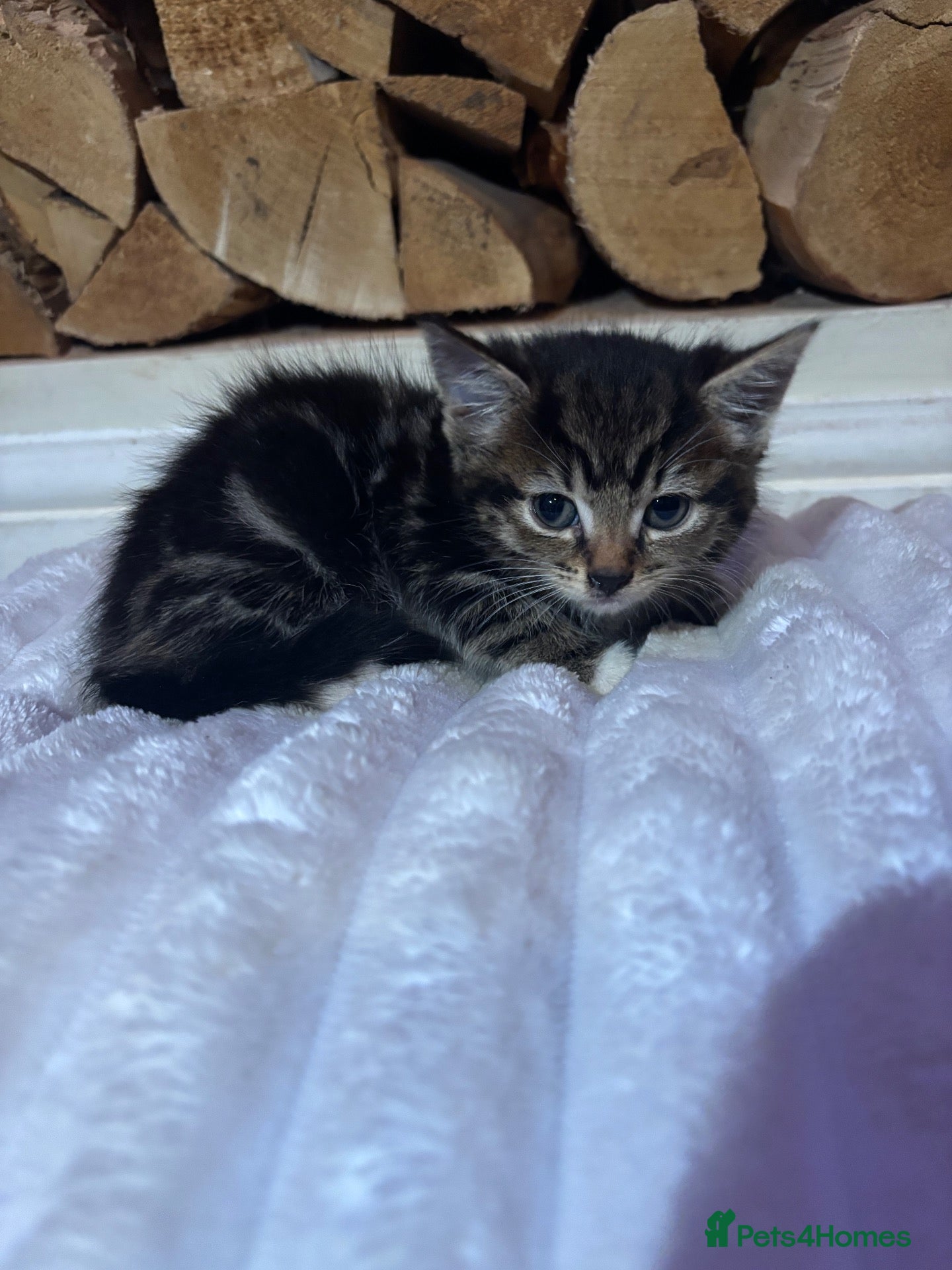 Mixed Breed cats Female kitten socks ❤️💕 - Advert 4