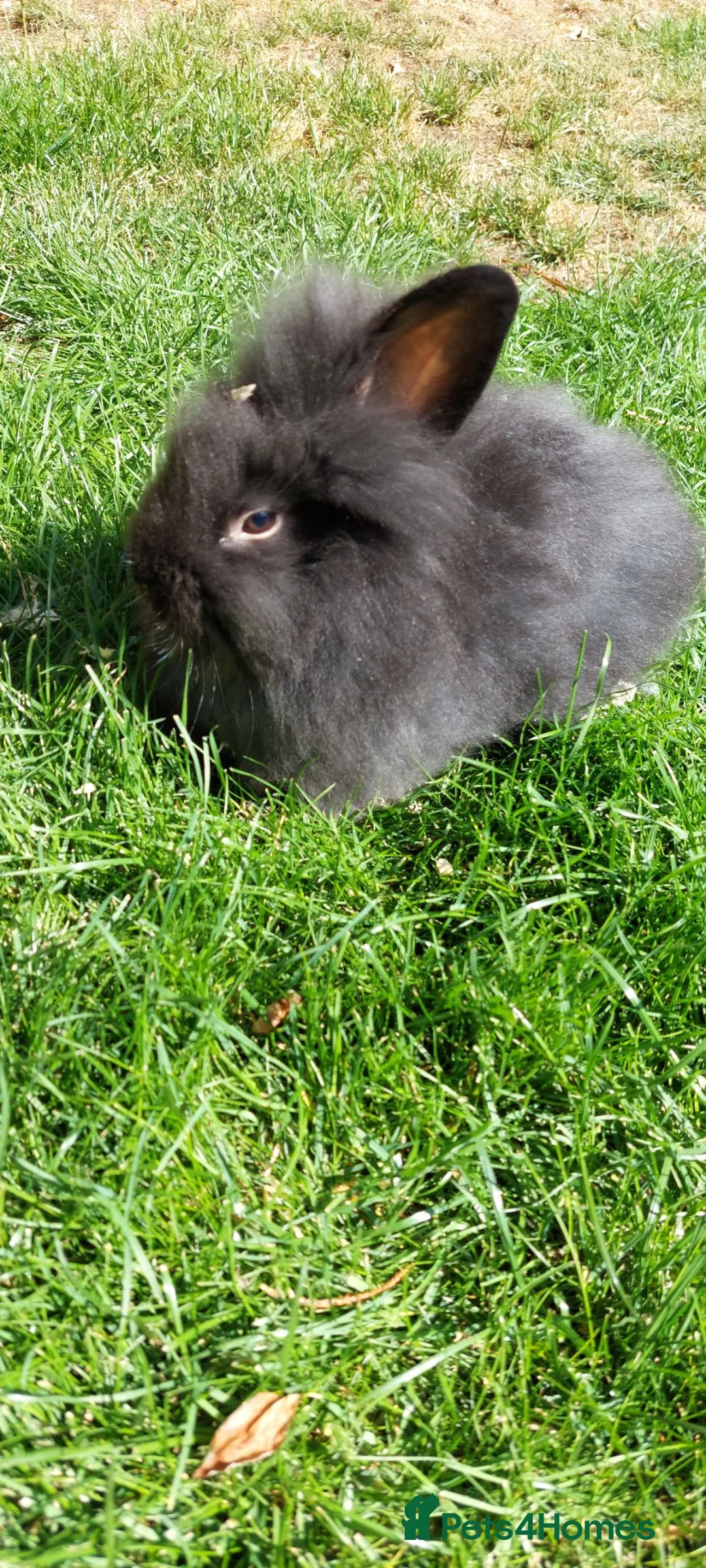 Mini Lop rabbits for sale:  4month old lionhead  bucks available  - Advert 5