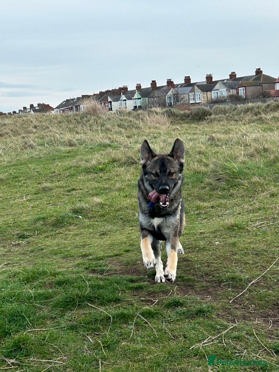 Shepsky dogs for sale: Geberian shepsky 15 month male  - Advert 6