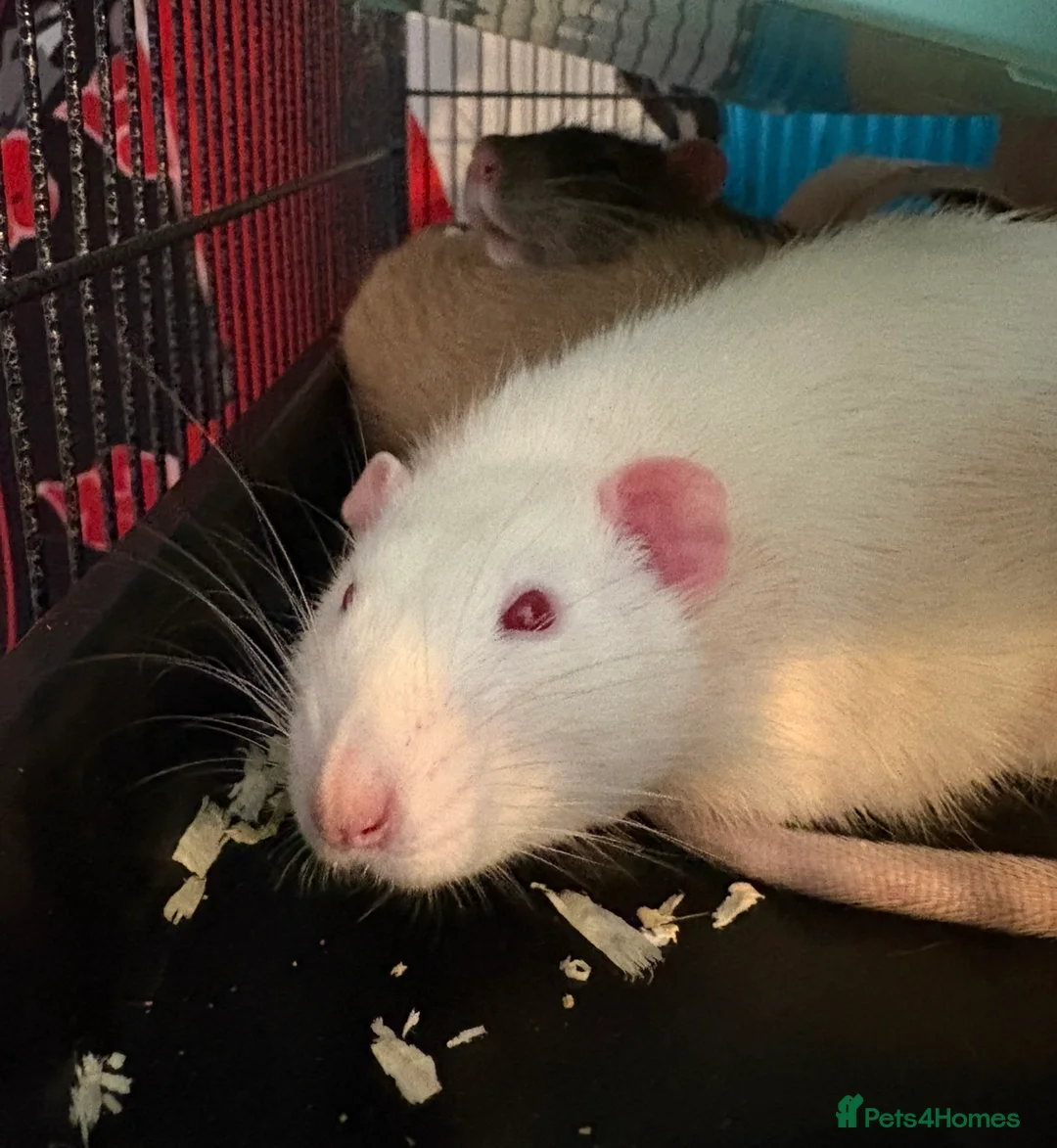 Rat rodents for sale: Rat rehoming situation  - Advert 4