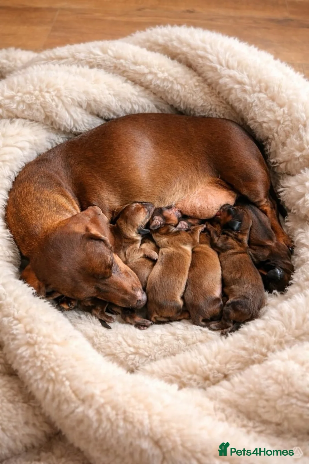 Miniature Dachshund dogs for sale: Gorgeous miniature dachshunds  in Bournemouth - Advert 1